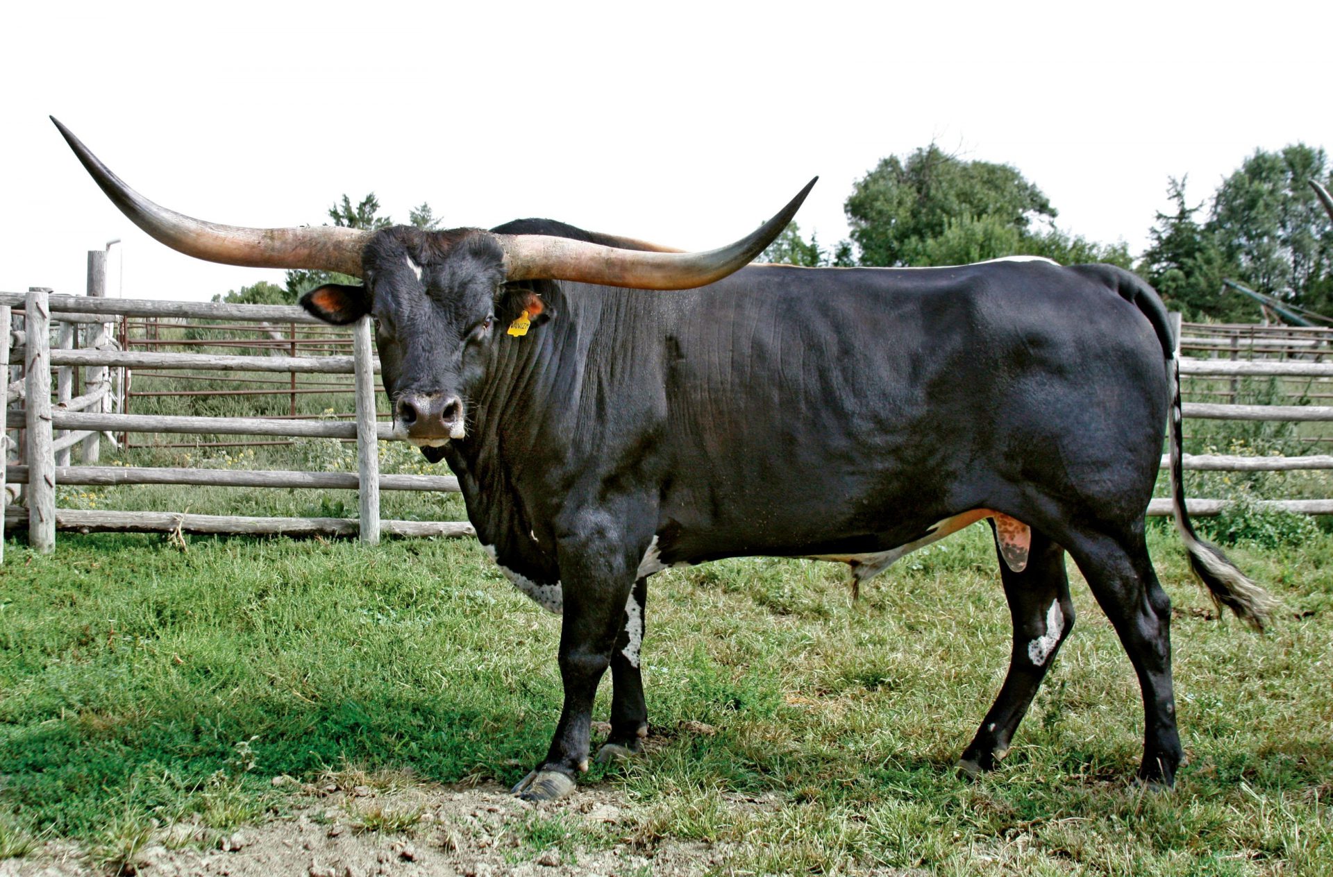 Bull Show Coming To Lloydminster