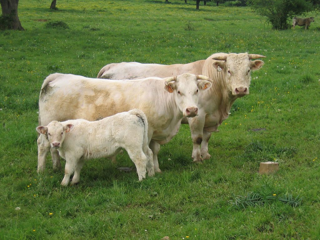 Lakeland Hosts ‘Beef Day’