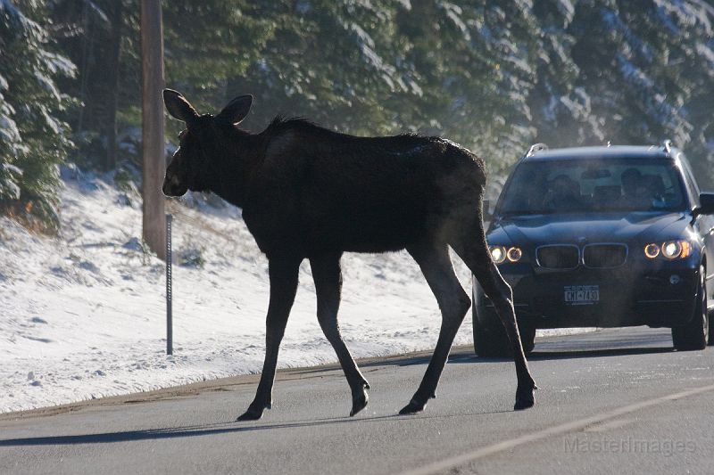 Car Hits Moose On 12th Street