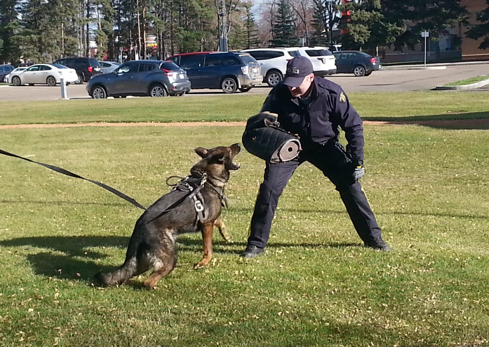 Police Dog Service team part of Lloydminster RCMP