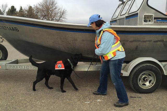 Province gears up to protect Alberta waters from invasive species