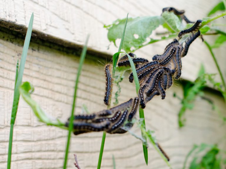 Caterpillars a pain for Lloydminster residents