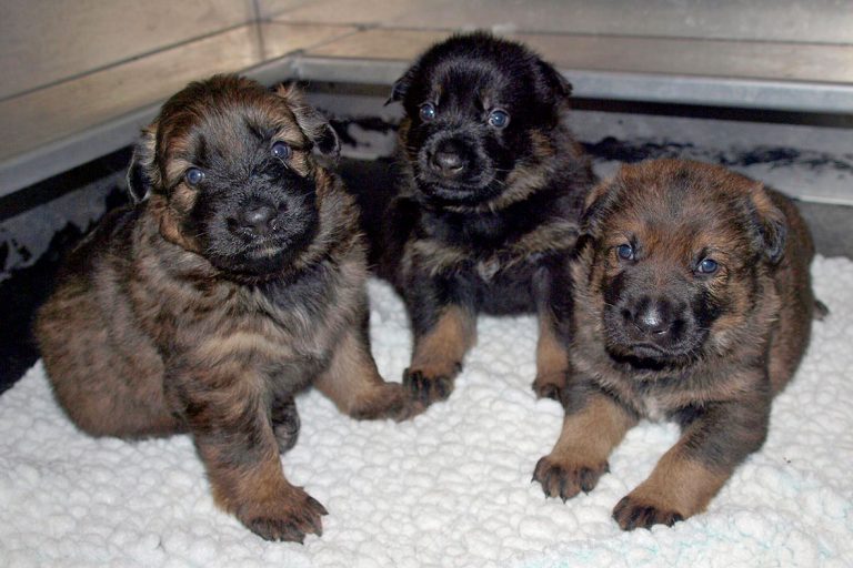 RCMP need puppy names