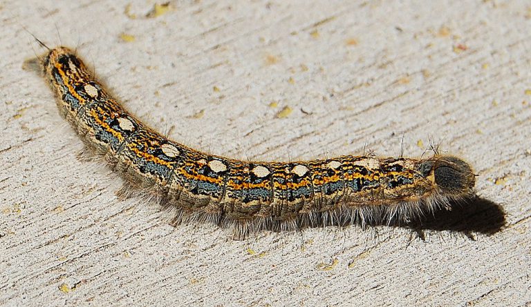 Tent Caterpillars and Other Pests out in Full Force