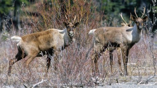 ALBERTA LOOKING FOR PUBLIC INPUT ON PROVINCE-WIDE CARIBOU RECOVERY PLANS