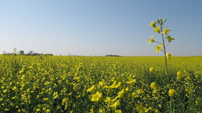 Warm and Dry Weather Allows for Harvest To Advance: Sask. Weekly Crop Report