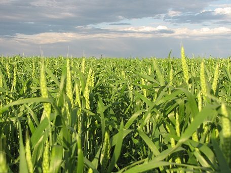 Harvest continues despite rain and snow