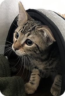 SPCA’s ‘Empty Our Shelters’ Event Looking to Find Forever Homes For Cats