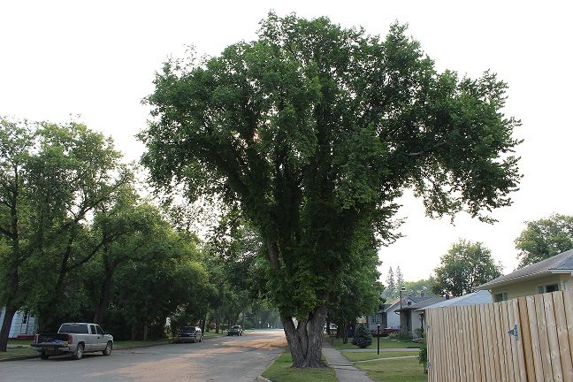 Elm tree pruning ban lifts in Saskatchewan but not in Border City