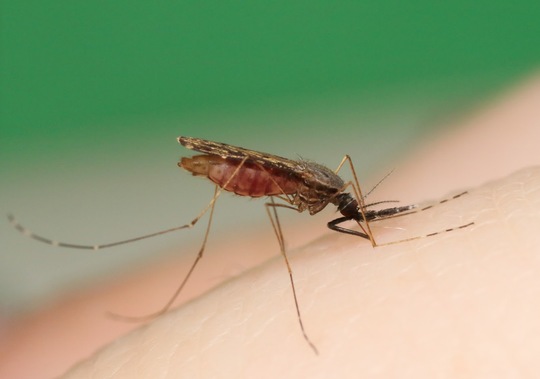 Lloydminster Animal Hospital discovers positive case of West Nile