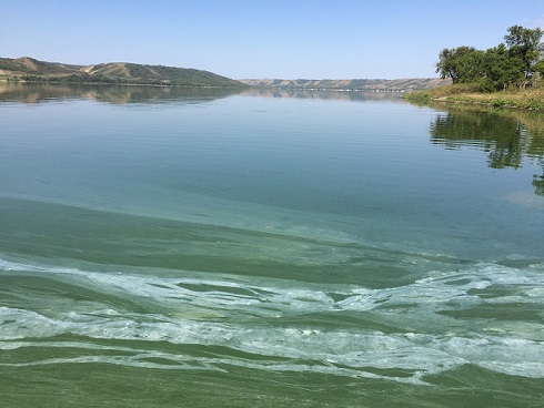 Saskatchewan blue-green algae advisory in effect