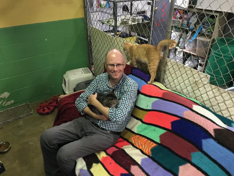 SPCA’s Cat Bonanza is helping find adult cats a home