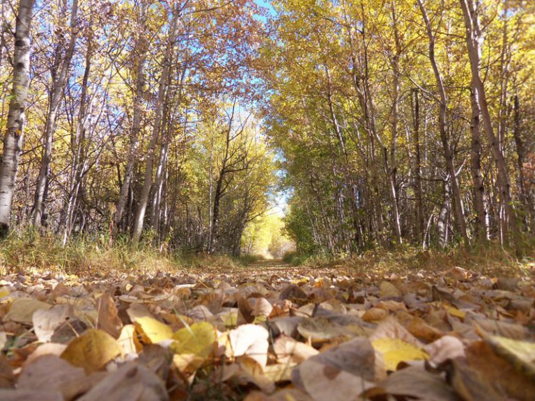 Battleford provincial park treatment plant set for 2019 completion