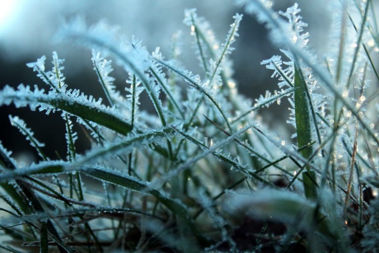 Frost advisory in place for Lloydminster and area