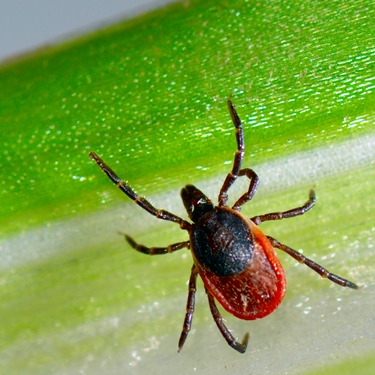 Ticks stay active in cooler months: Government of Saskatchewan