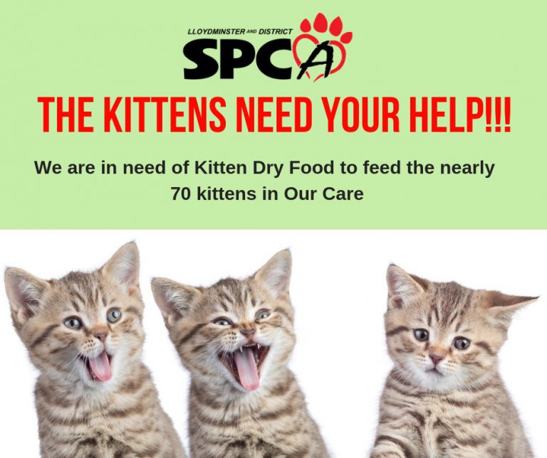 Lloydminster SPCA currently at capacity