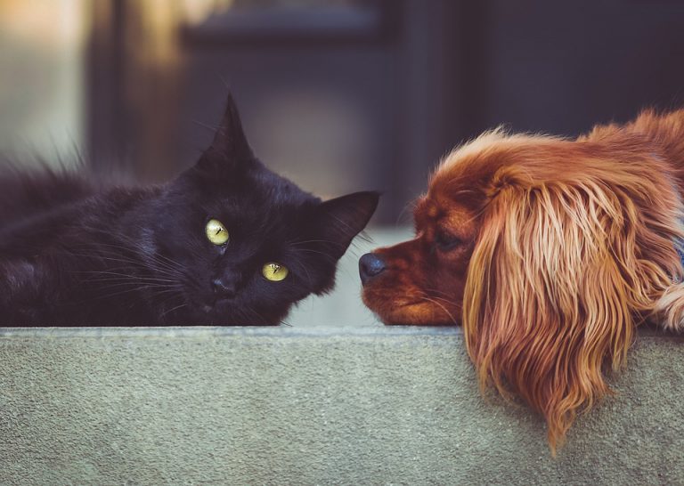 First-of-its-kind Lloydminster Pet Expo coming in June