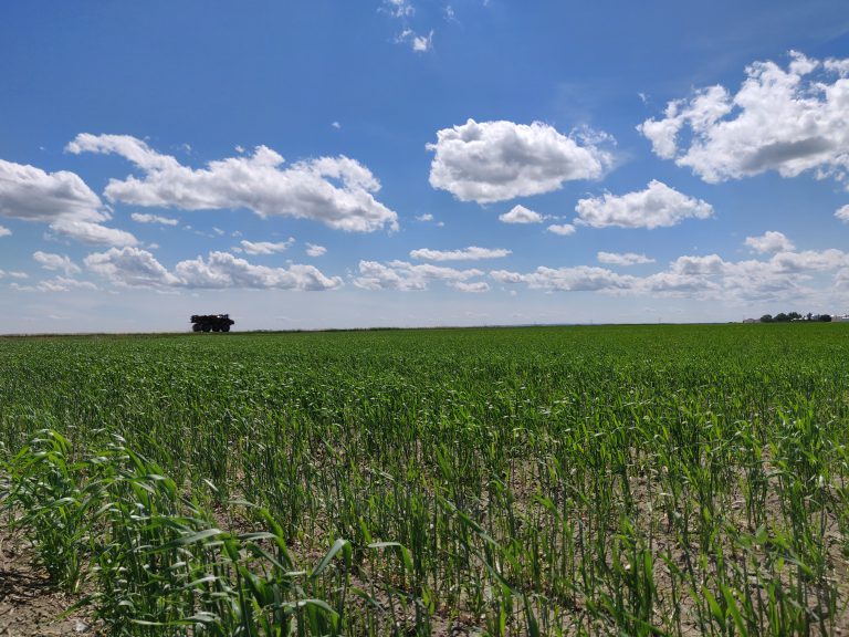 Warm weather needed for harvesting