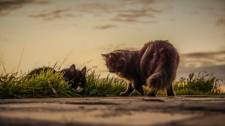 Don’t feed stray animals: public safety manager