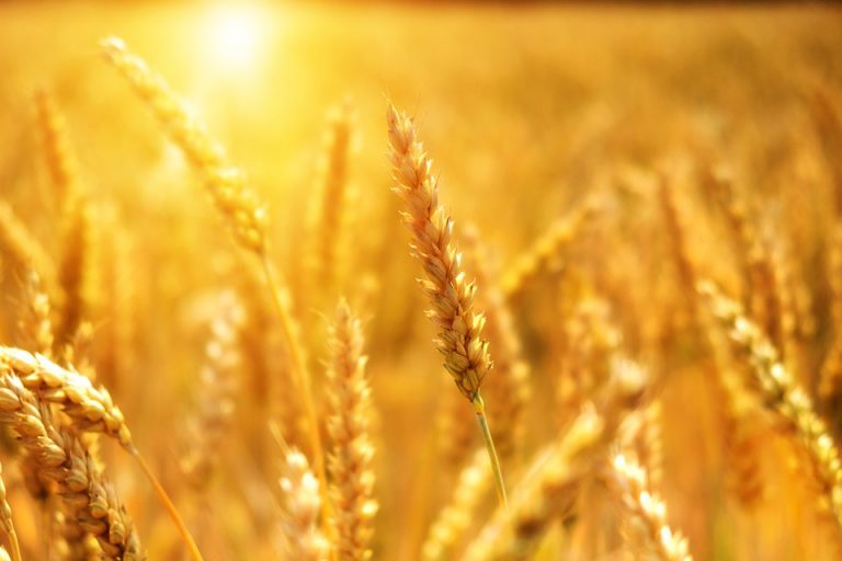 Crops developing nicely in the region: Saskatchewan crop report