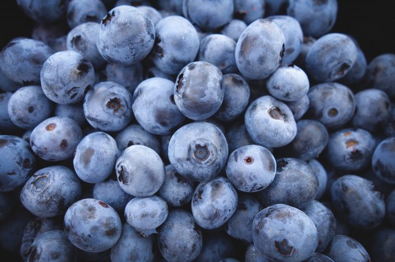 Wild Blueberry Festival returning to cap off the summer