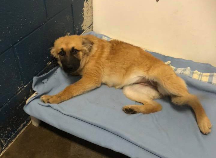 Battleford Humane Society overwhelmed after dog seizure
