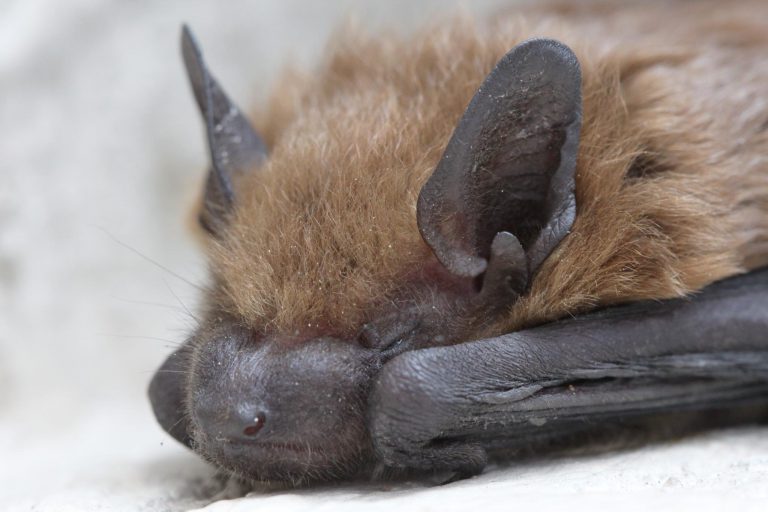 Bat Week is bringing awareness to White-nose Syndrome