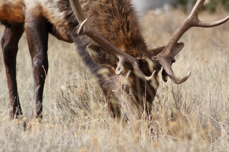 Wildlife officers investigating abandoned elk carcasses near Camp Wainwright