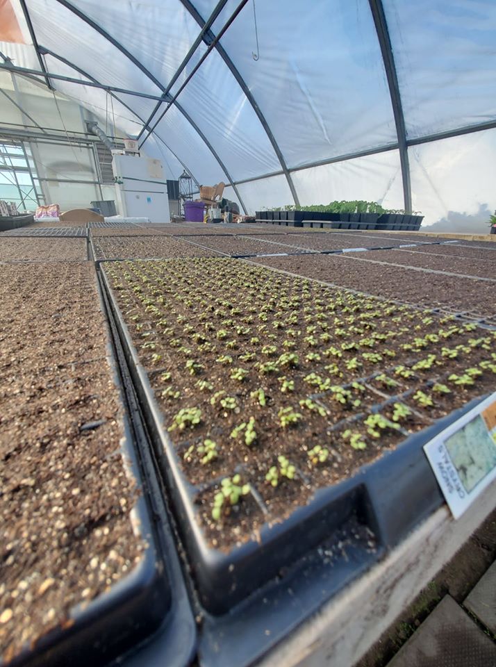 Local greenhouses readying for spring opening