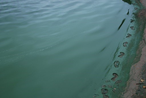 Blue-green algae blooms at Camp Lake: AHS