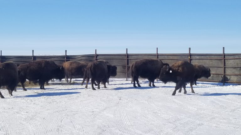 Lakeland College land acquisition brings bison home