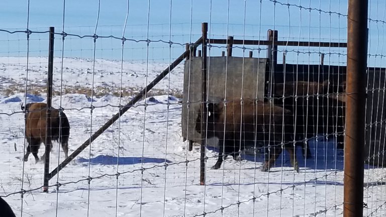Onion Lake Cree Nation welcomes bison herd