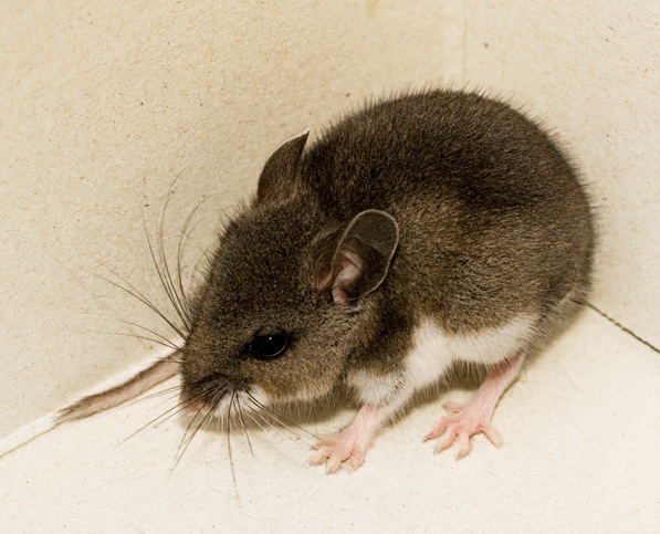 Take precautions against Hantavirus, health ministry