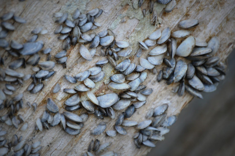 It’s Aquatic Invasive Species Awareness Week in Saskatchewan