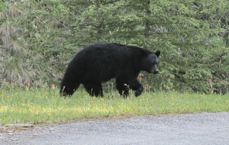 Campers are being reminded to be bear safe in the outdoors