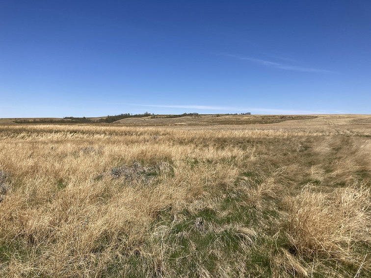 Saskatchewan crops struggle in the arrid conditions