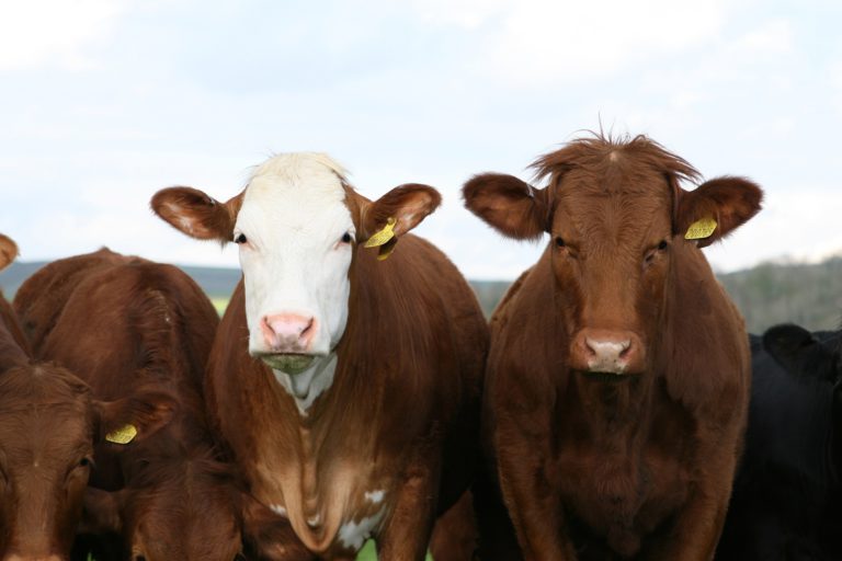 More specifics on Saskatchewan AgriRecovery program