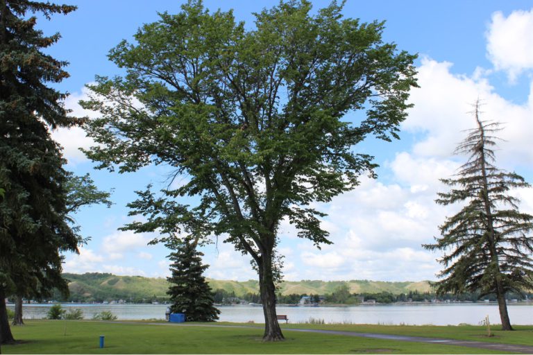 Elm pruning ban ends for another year in Saskatchewan