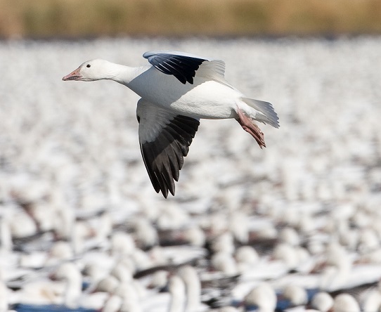 Animal health order issued for bird flu in Saskatchewan