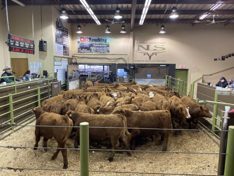 Canada’s top livestock auctioneer to be crowned in Lloydminster