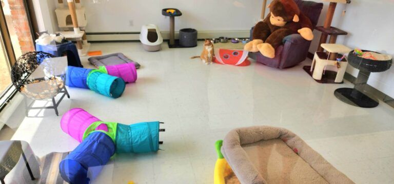 Border Paws Animal Shelter gets over $243K from City