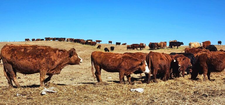 Gophers targeted under new pest control strategy