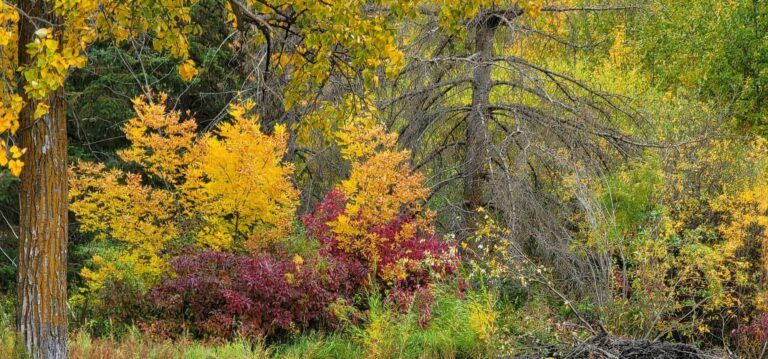 Counsellor shares fall fallout feelings formula