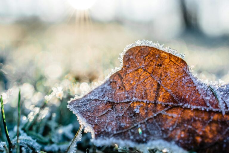 Frost Advisory Issued
