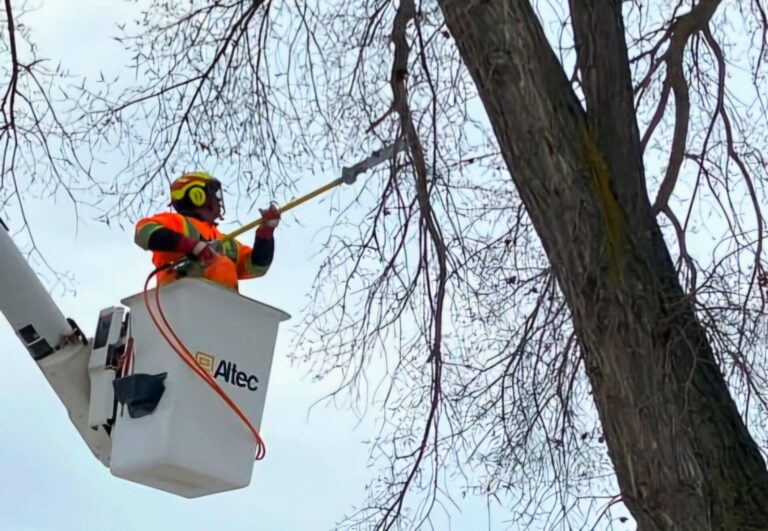 No pruning of elms, April 1 – Aug 31