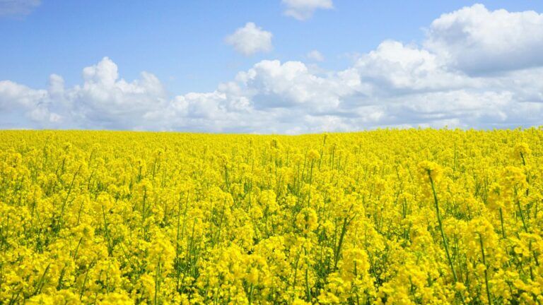 Alberta Canola chair concerned, but optimistic despite tariffs from China