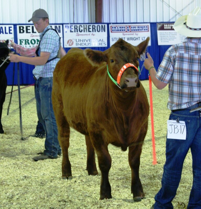 Progress Steer and Heifer Show at Lloyd Ex, Mar. 15-16