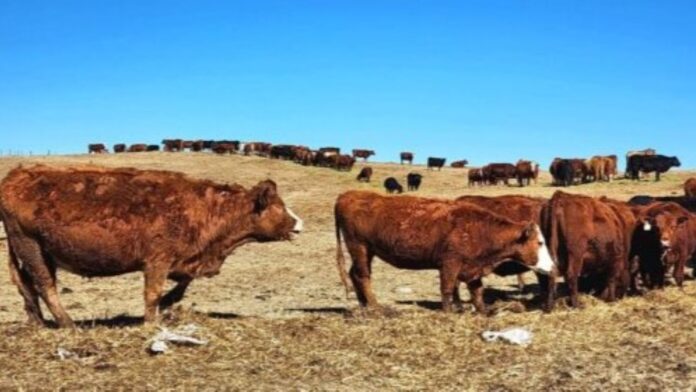 Cattle on pasture land. | Photo: Gerry Lampow 106.1 The Goat/Vista Radio.