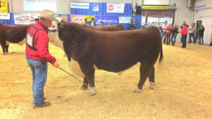 Animals being shown at Stockade Round-Up at the Lloyd Ex. | Photo: Gerry Lampow 106.1 The Goat/Vista Radio.