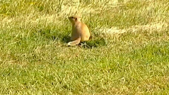 Gopher. | Photo: 106.1 The Goat/Vista Radio.